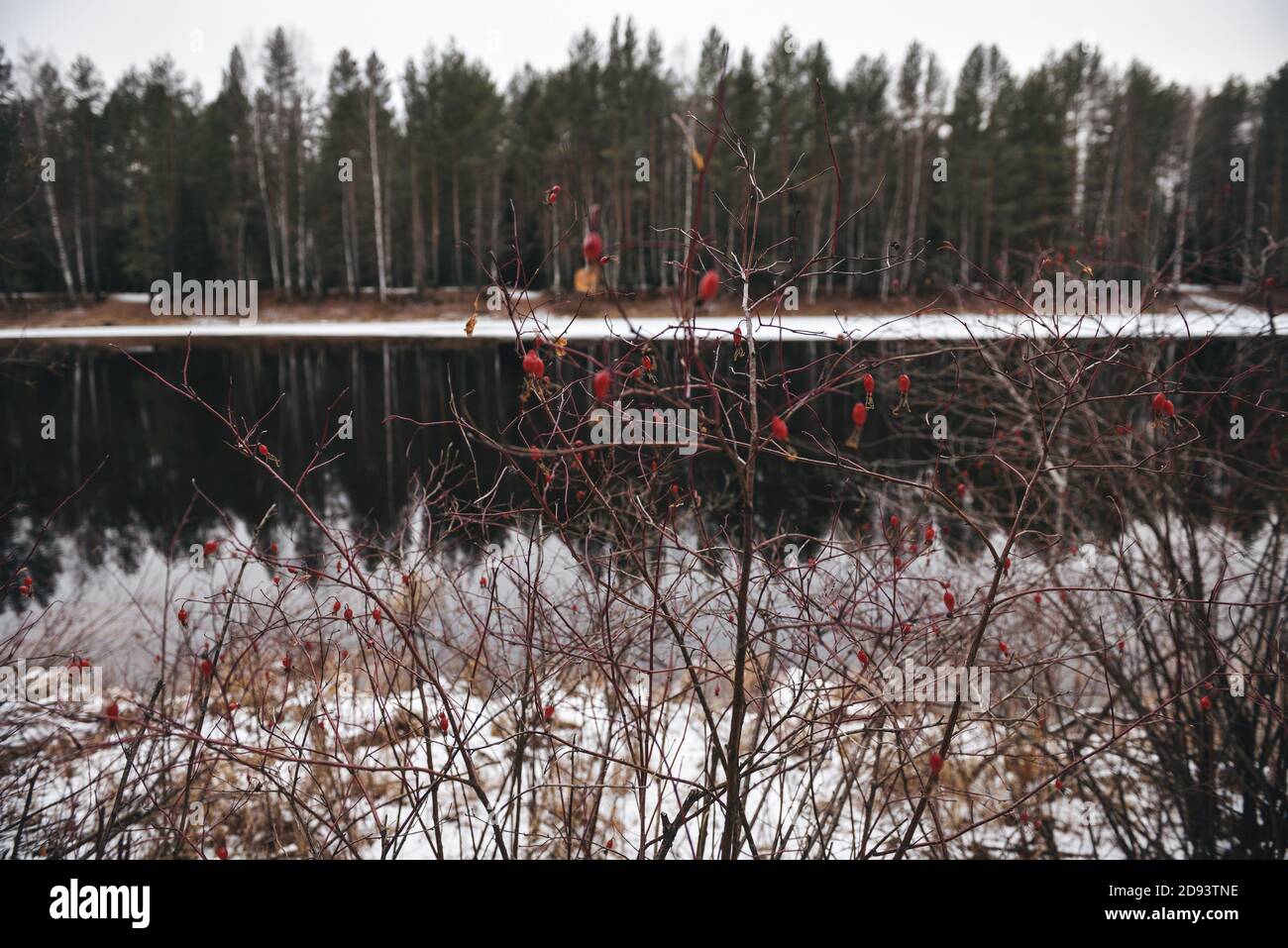 Rose hip in hoar frost hi-res stock photography and images - Alamy