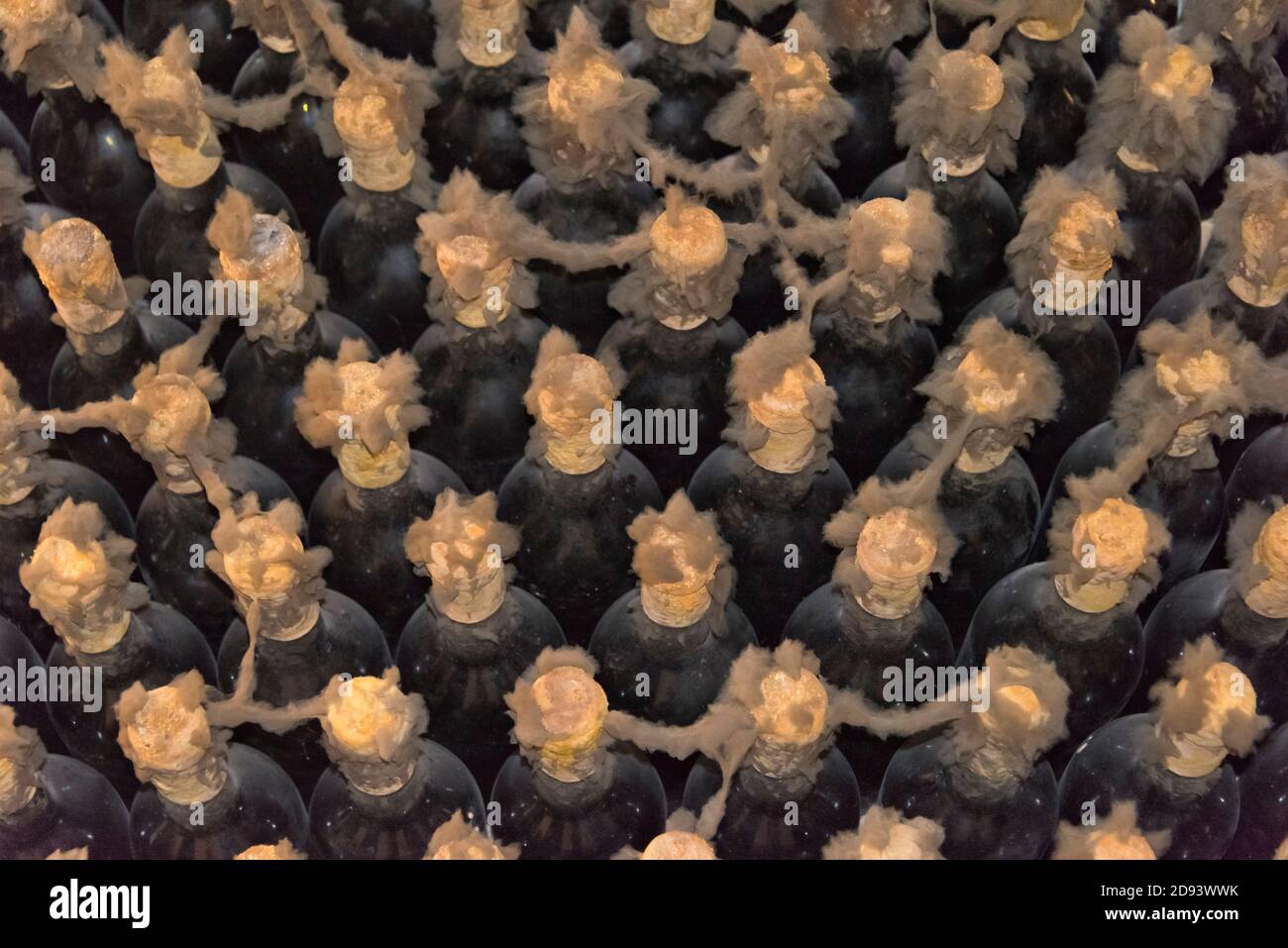 Wine cellars mold hires stock photography and images Alamy