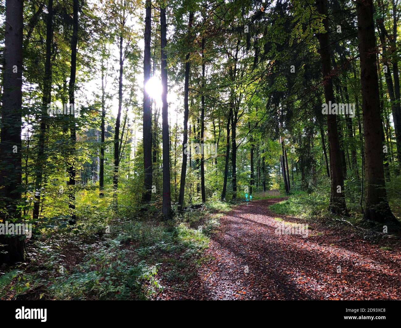 Sunny day in the forest Stock Photo - Alamy