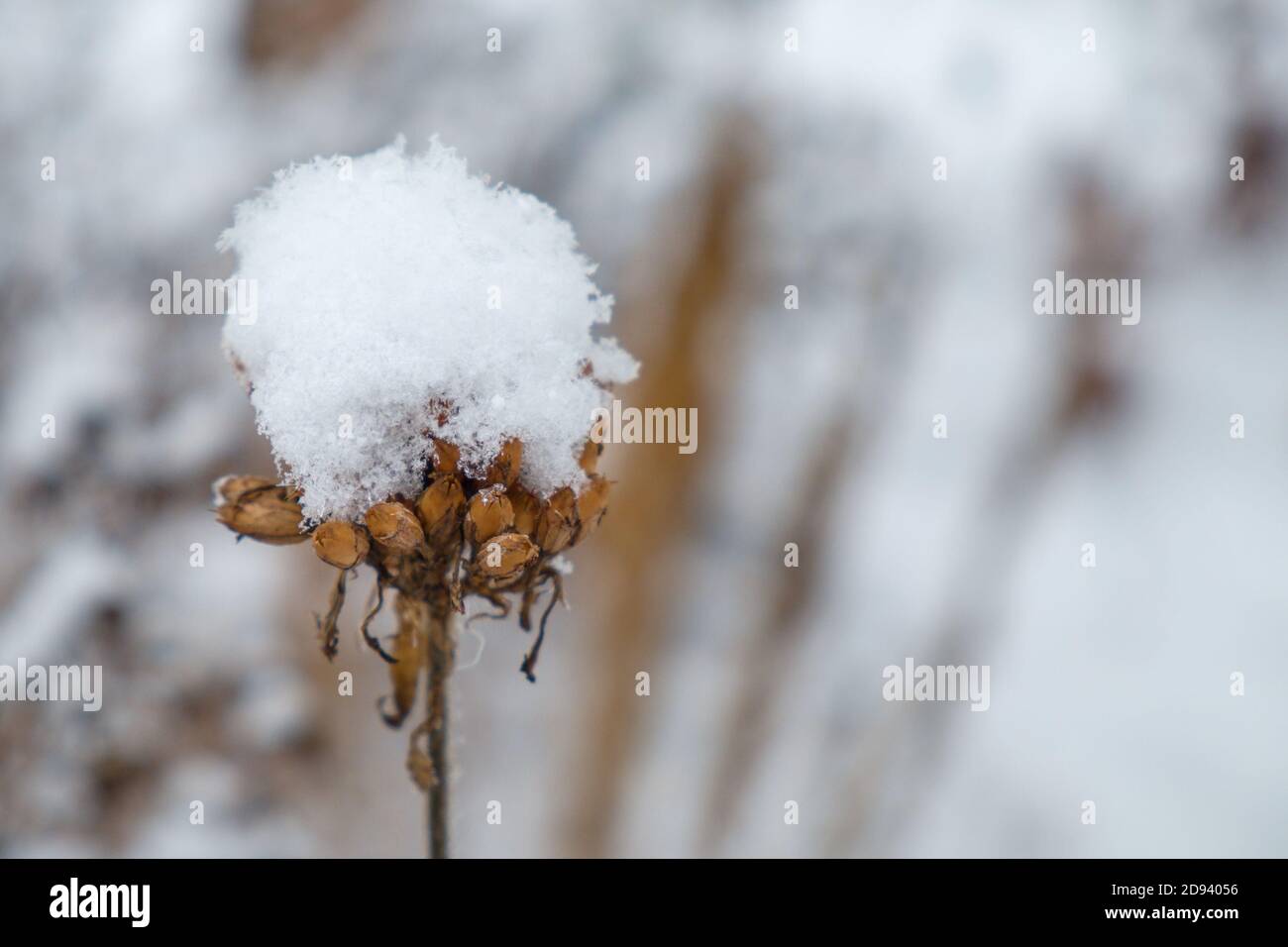 Snow covered wildflower standing alone in snow-white snowdrift. Hush and serenity. First snow.Winter natural background. Stock Photo