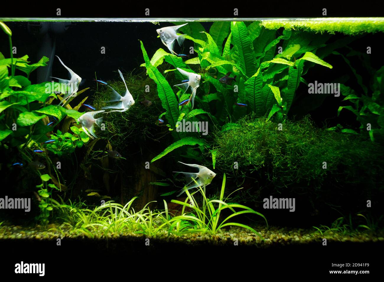 Fresh water planted aquarium with platinum silver angelfish Stock Photo