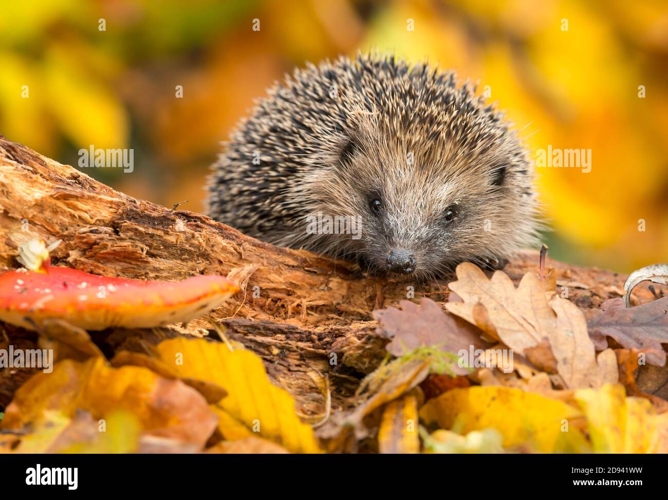 Hedgehog (Scientific name: Erinaceus Europaeus) Wild, native, European hedgehog foraging on a log in colourful Autumn leaves, facing forward.  Horizon Stock Photo