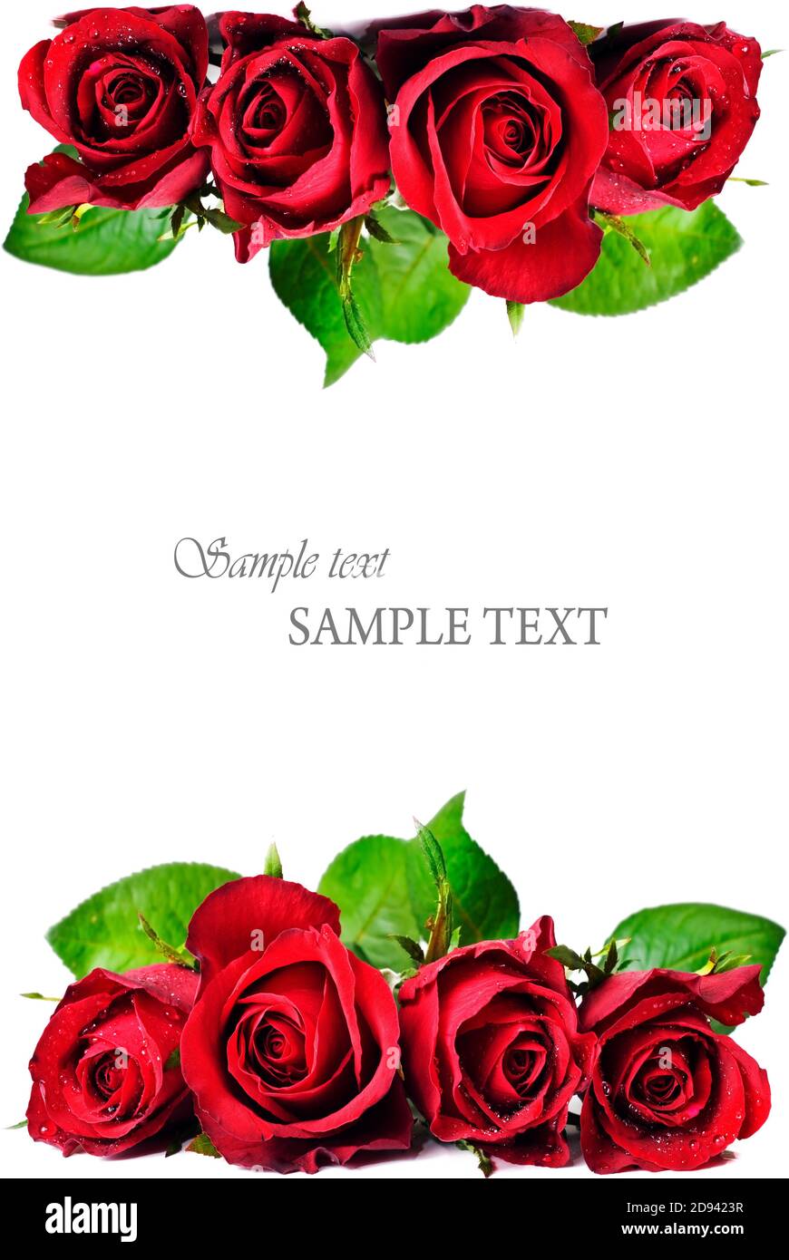 Red Roses Page Header Red rose speedway hi-res stock photography and images - Alamy