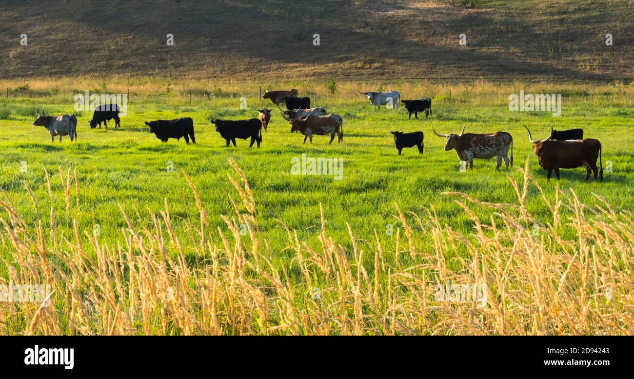 Cattle in the field at sunrise, Palouse, Washington State, USA Stock Photo