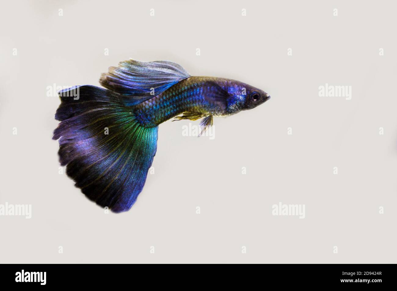 Male Blue Moscow Guppy On White Stock Photo Alamy