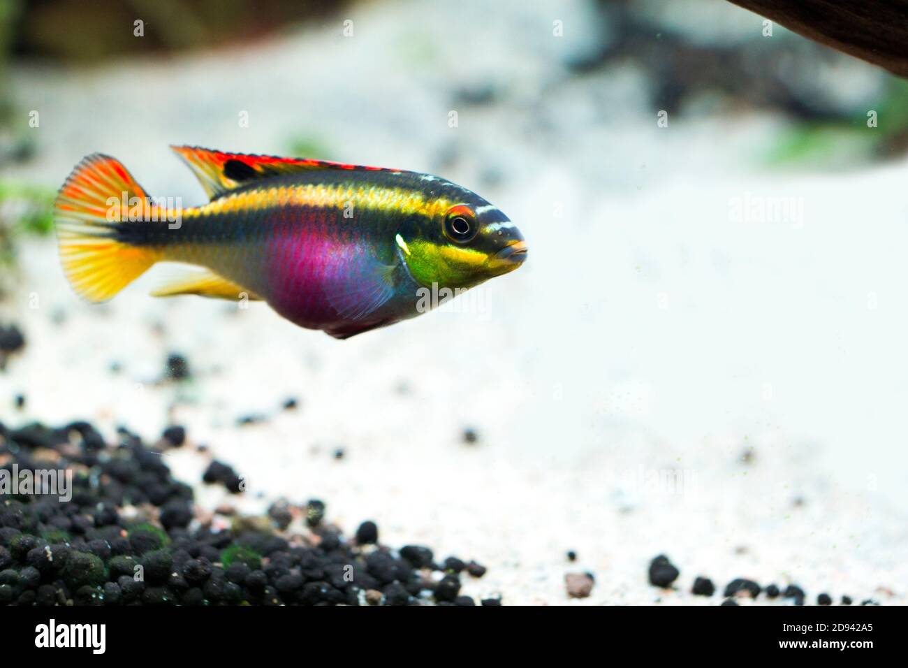 Colorful female Kribensis cichlid fish Stock Photo