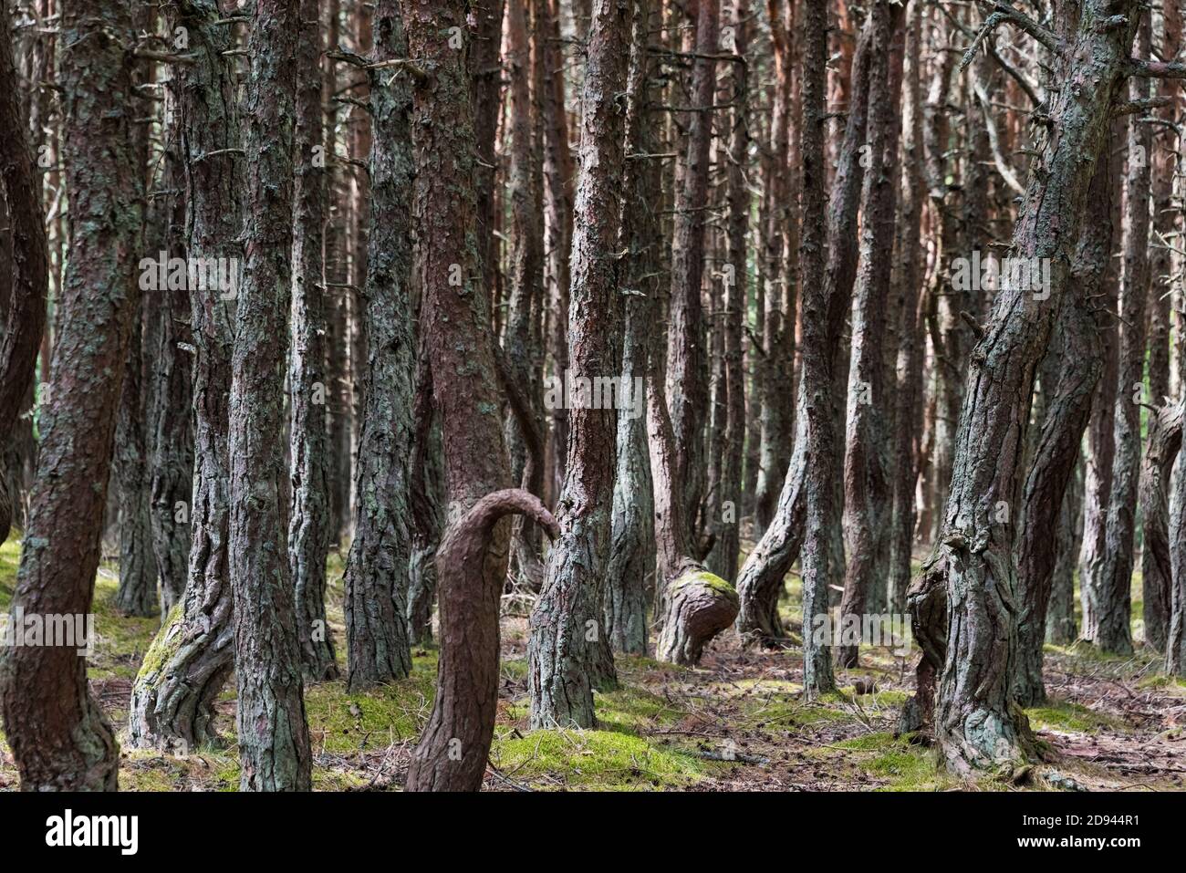 Dancing Forest (pine forest) with twisted trees on the Curonian Spit, Kaliningrad Oblast, Russia Stock Photo