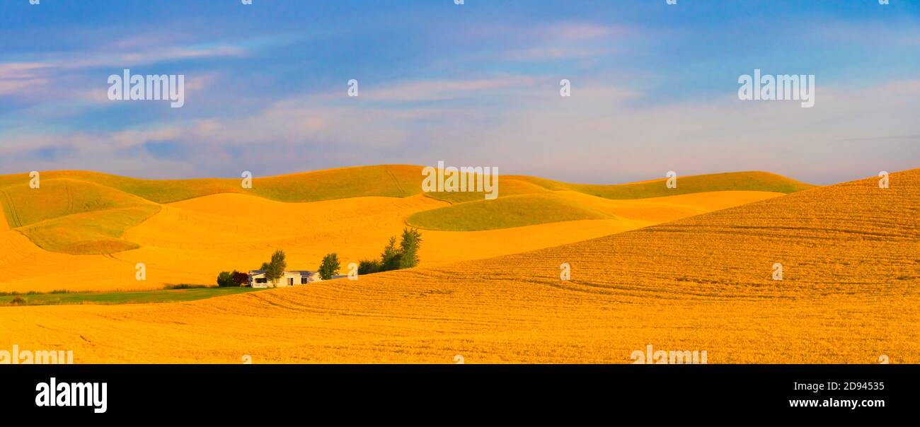 Farm house on rolling wheat field at sunrise, Palouse, Washington State, USA Stock Photo