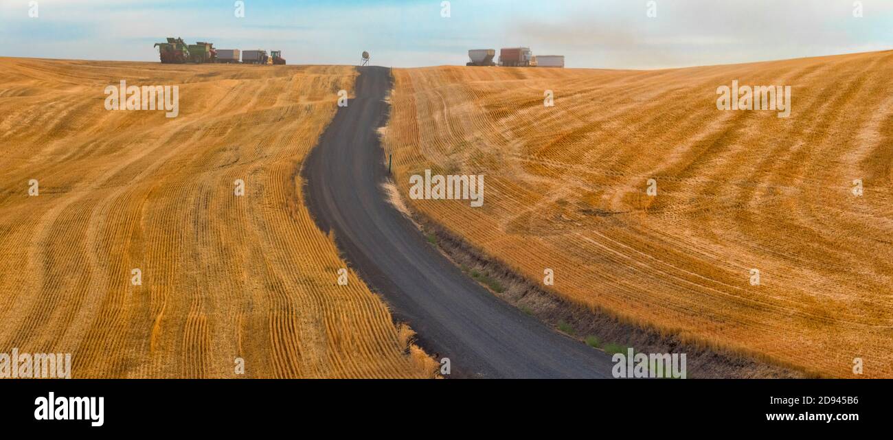 Road going through wheat field at sunrise, Palouse, Washington State, USA Stock Photo