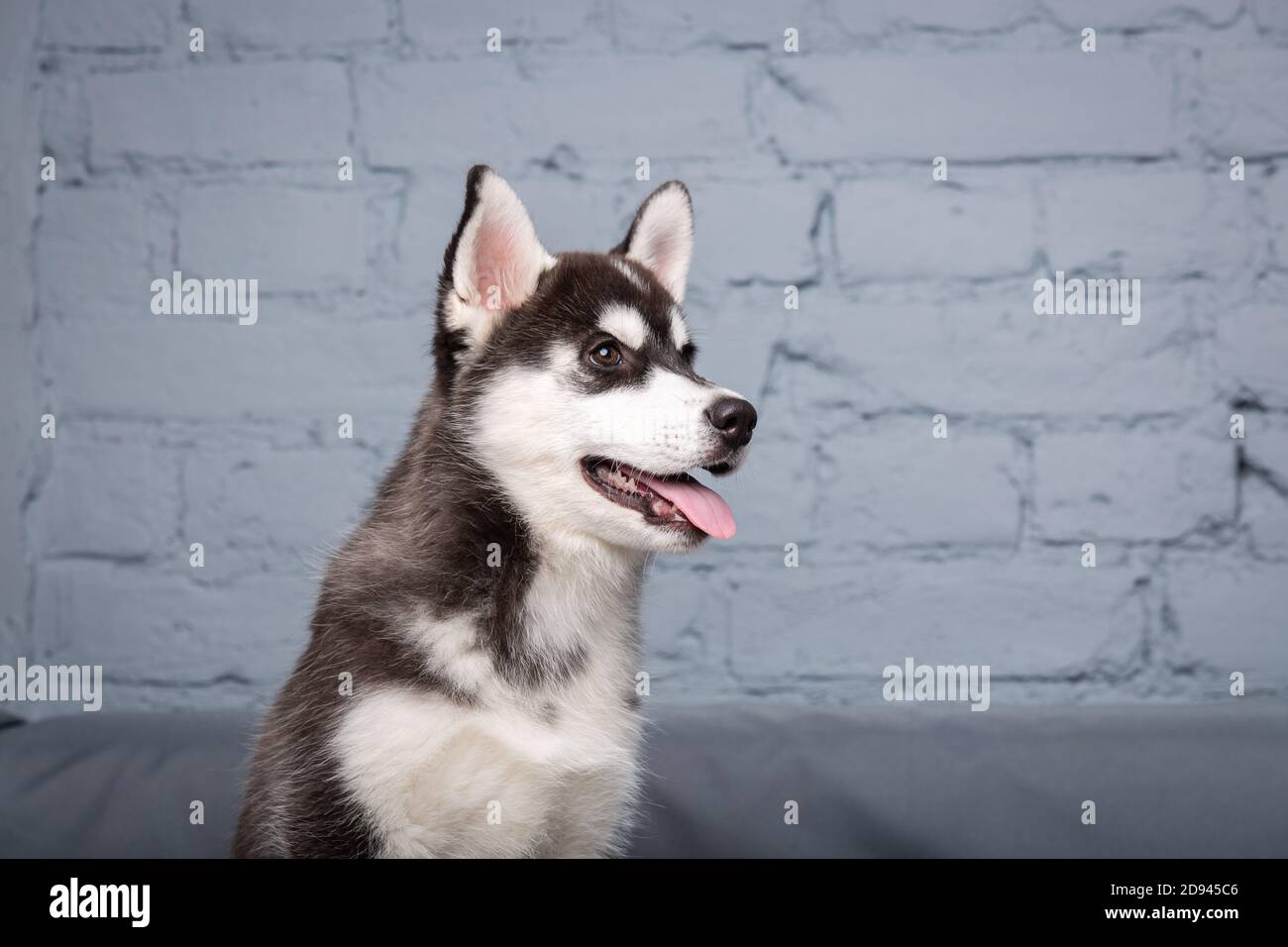 Portrait of young beautiful funny siberian husky dog enjoys on grey textile couch at home. Smiling face of domestic pure bred dog with pointy ears Stock Photo