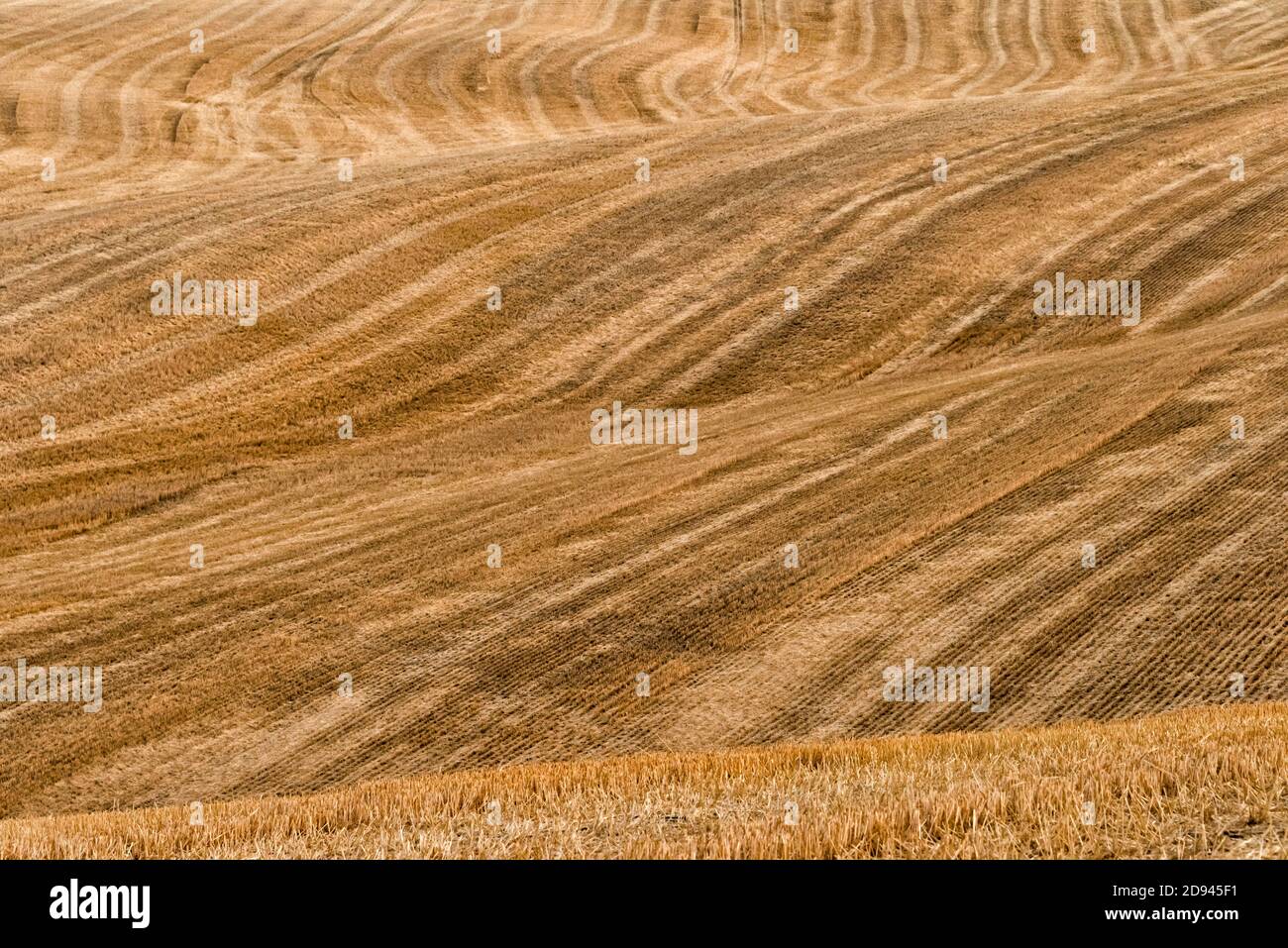 Harvested tracks on rolling wheat field at sunrise, Palouse, Washington State, USA Stock Photo