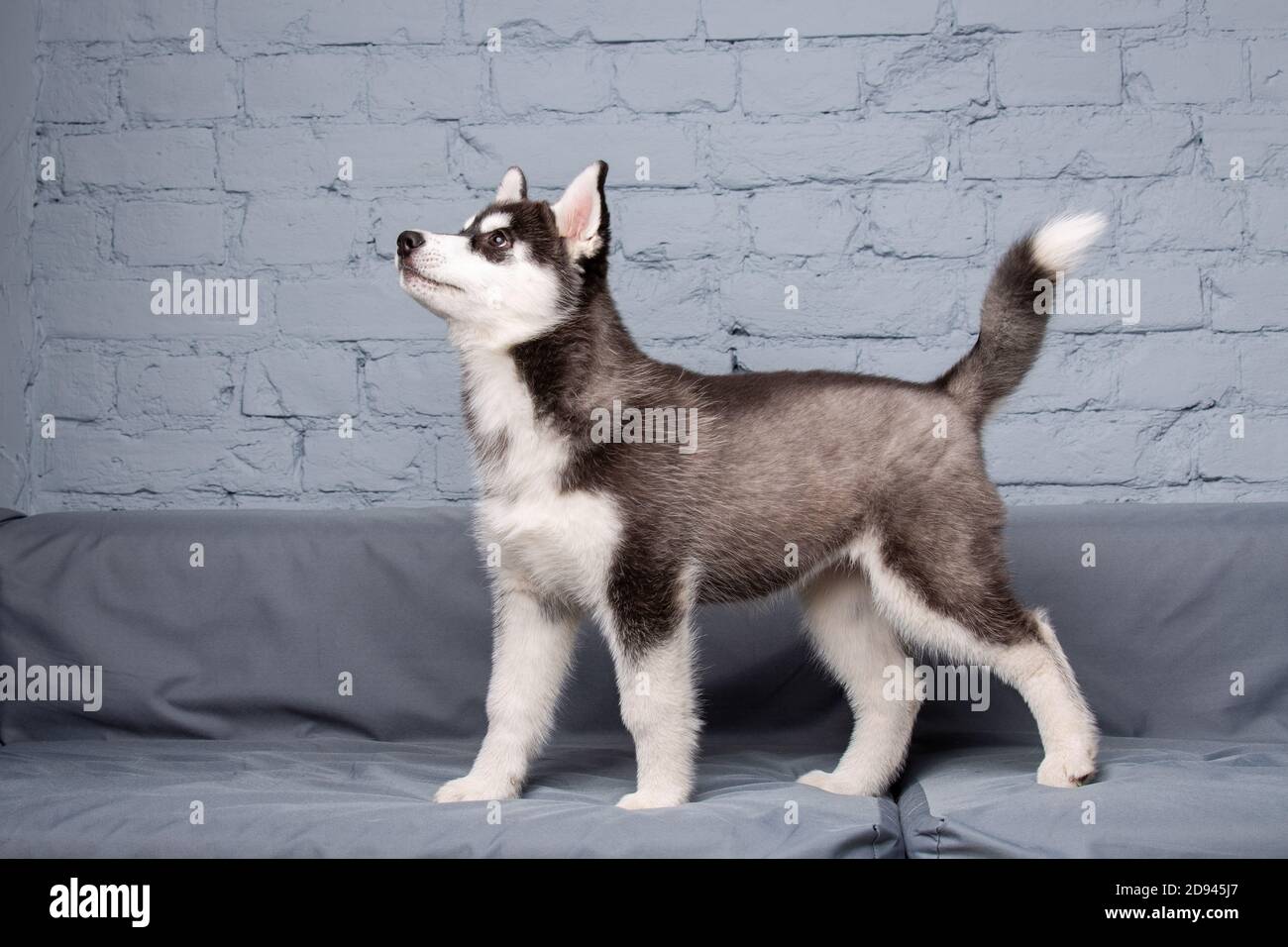Funny active dog husky puppy black and white, age three months, having fun on the sofa at home in the living room. Dog baby female siberian husky in Stock Photo