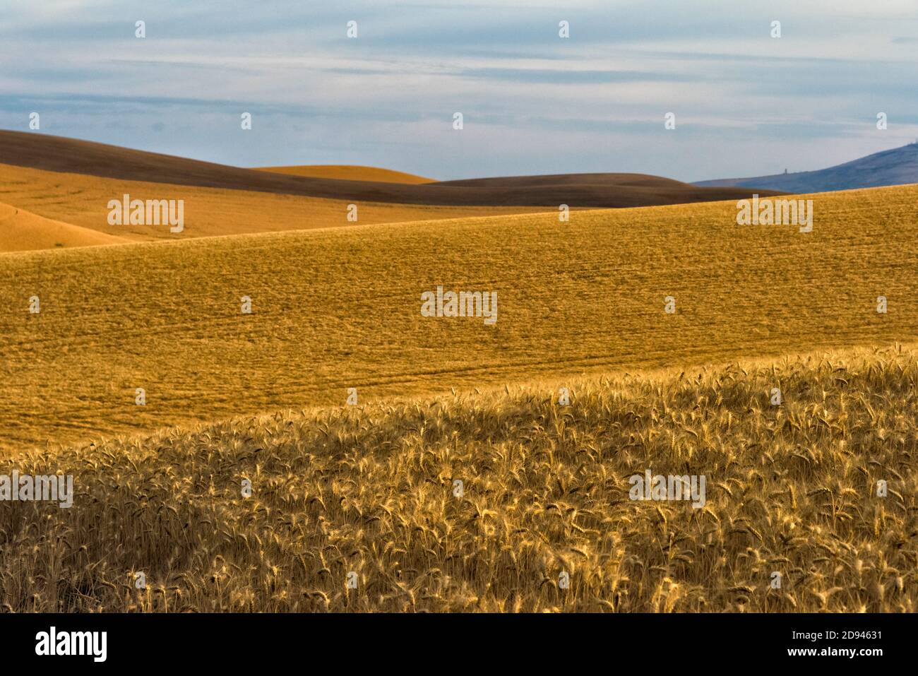 Landscape of rolling wheat field at sunrise, Palouse, Washington State, USA Stock Photo