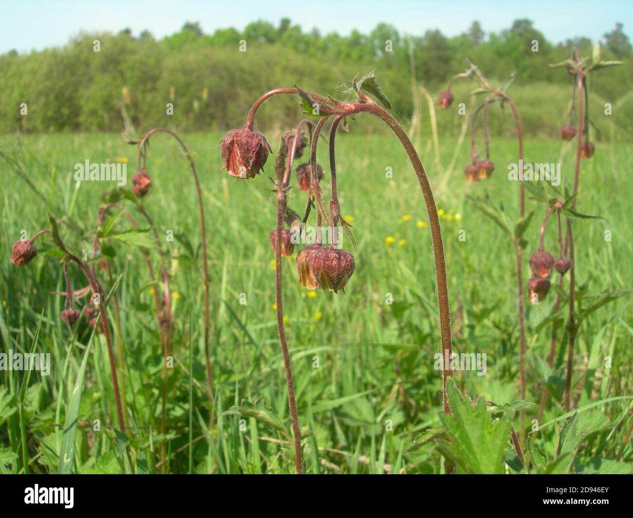 Geum rivale or Water Avens. Bright red-brown and golden-orange flowers with drooping buds on a green meadow on a summer sunny day. Stock Photo
