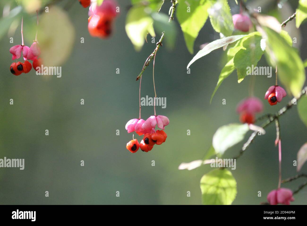 Euonymus verrucosus or Warty-barked Spindle. Ripe pink orange poisonous wild berries on a green slightly yellowed branch close-up in the forest. Stock Photo