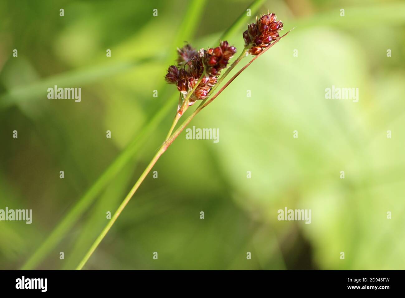 Luzula multiflora or common woodrush or heath wood-rush.  Ripe spikelet of grass with red seeds on a sunny summer day against the background of a gree Stock Photo