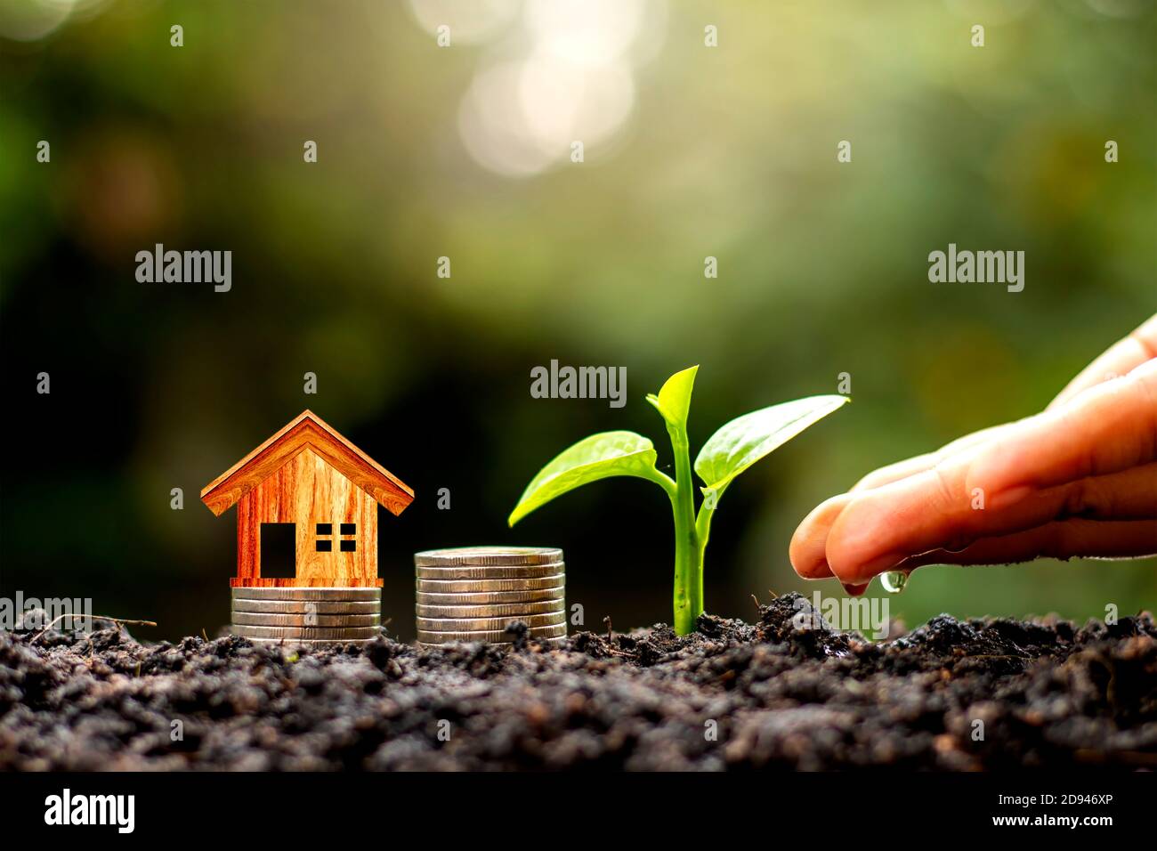 The hands of farmers are watering the plants, including coin-based house models, financial and investment ideas. Stock Photo