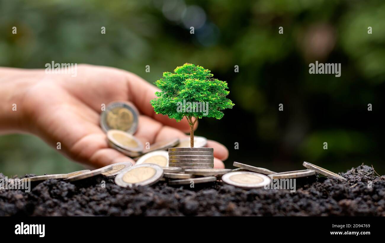 A tree growing on a pile of coins and a white light shining on the tree economic growth idea. Stock Photo