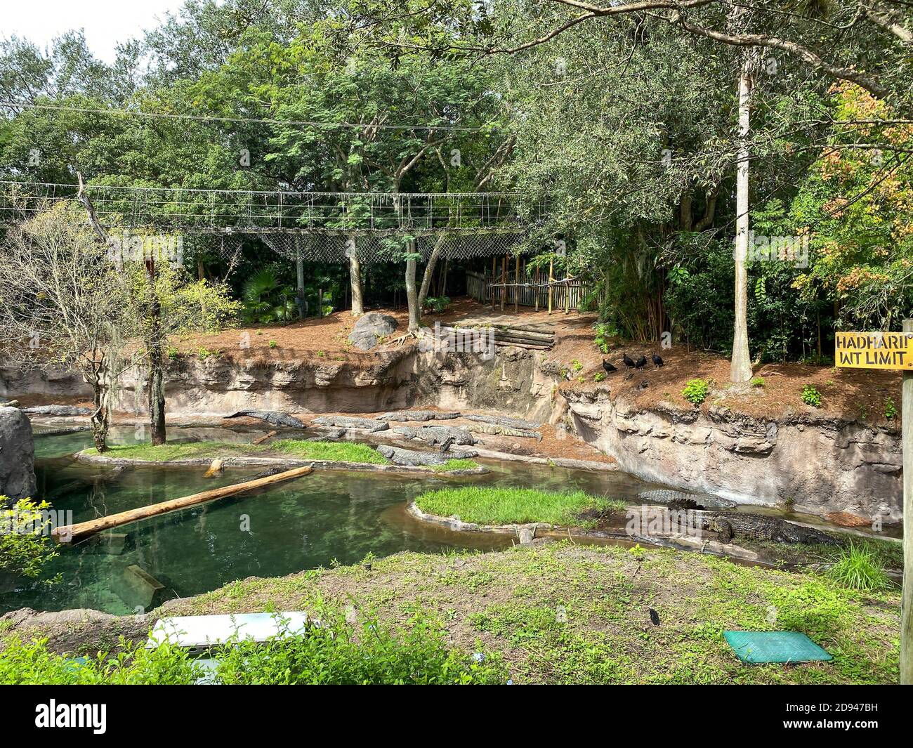 Nile crocodiles at a zoo laying near a pond on a bright sunny day. Stock Photo