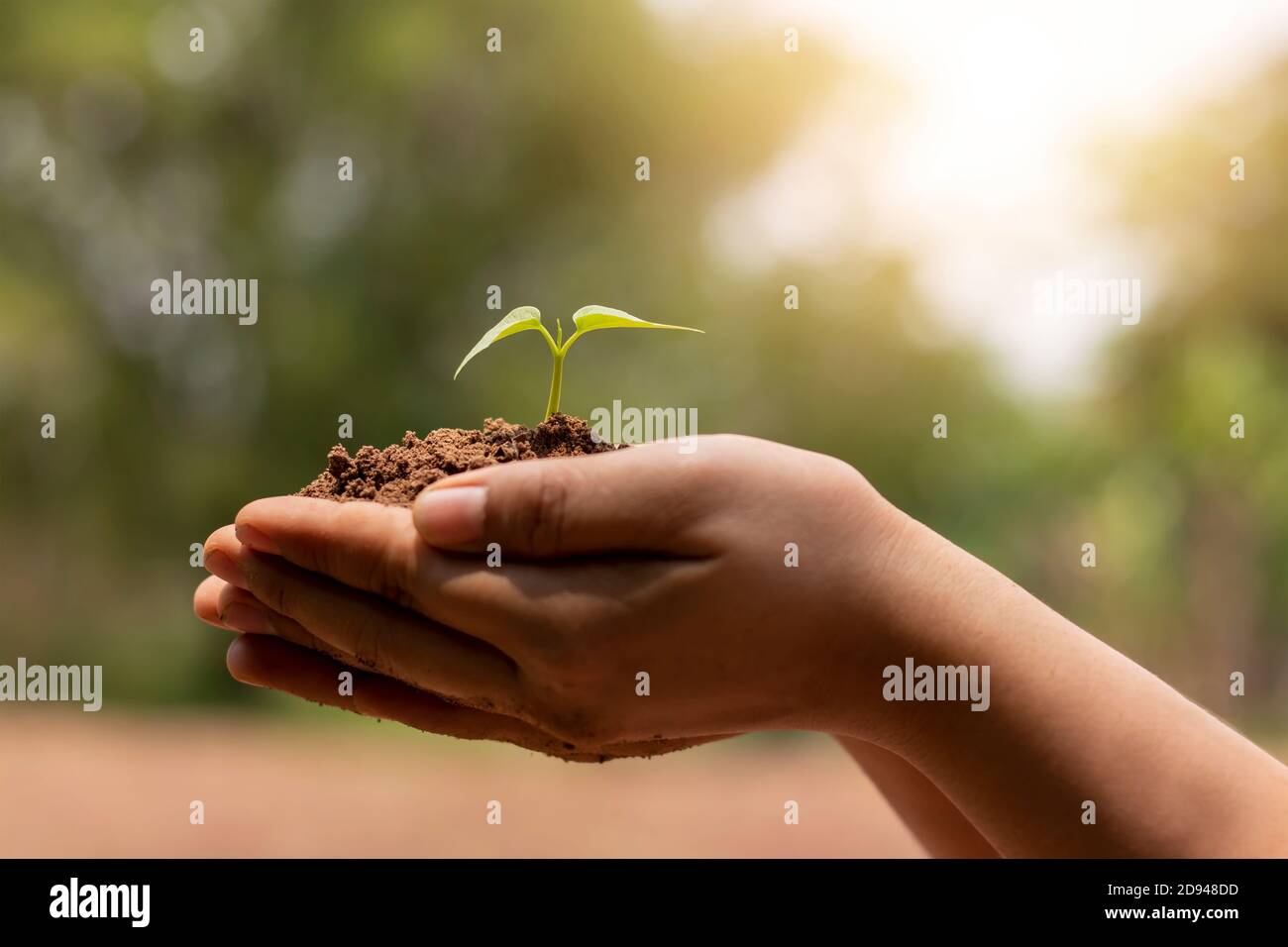 Hand holding growing tree on blurred green nature background and sun light concept about earth day. Stock Photo