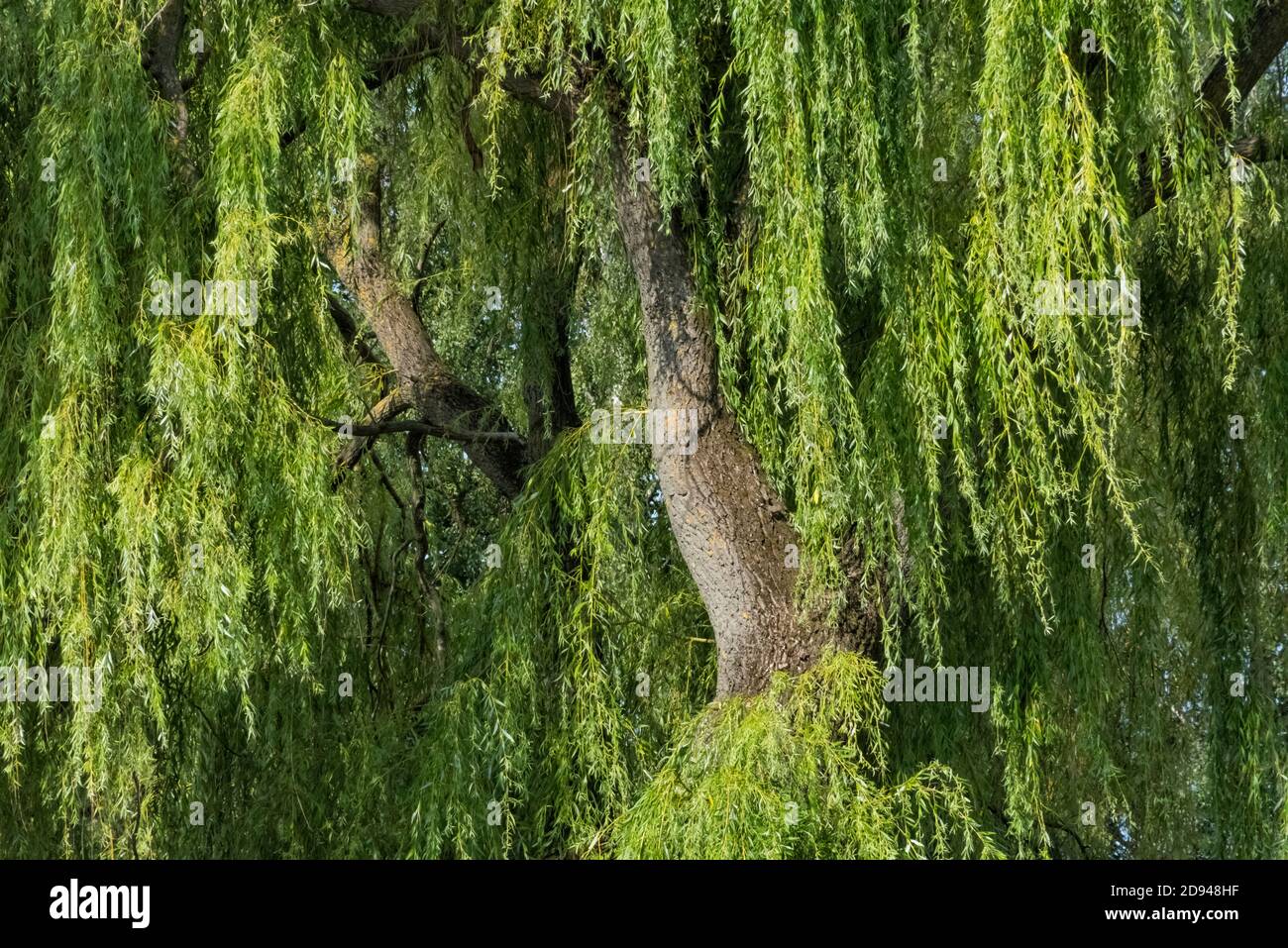 Willow tree, Klaipeda, Lithuania Stock Photo