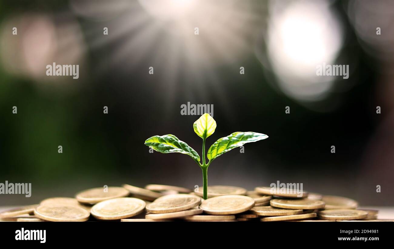 Plant a tree on coin pile with business ideas for finance, saving and