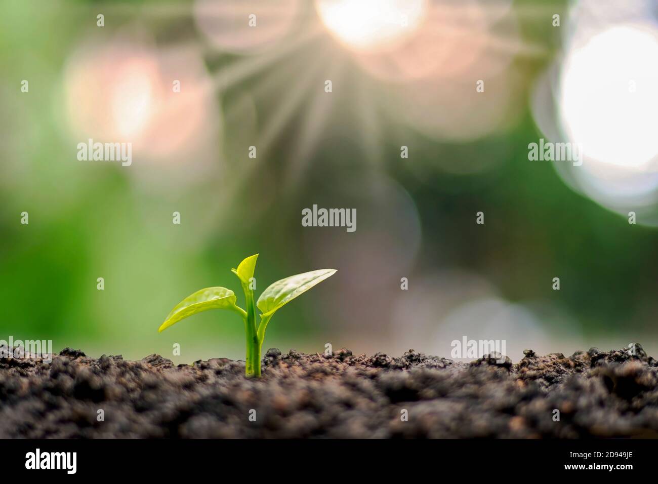 Young plants or seeds that grow on the soil and in the morning sun.The concept of beginning