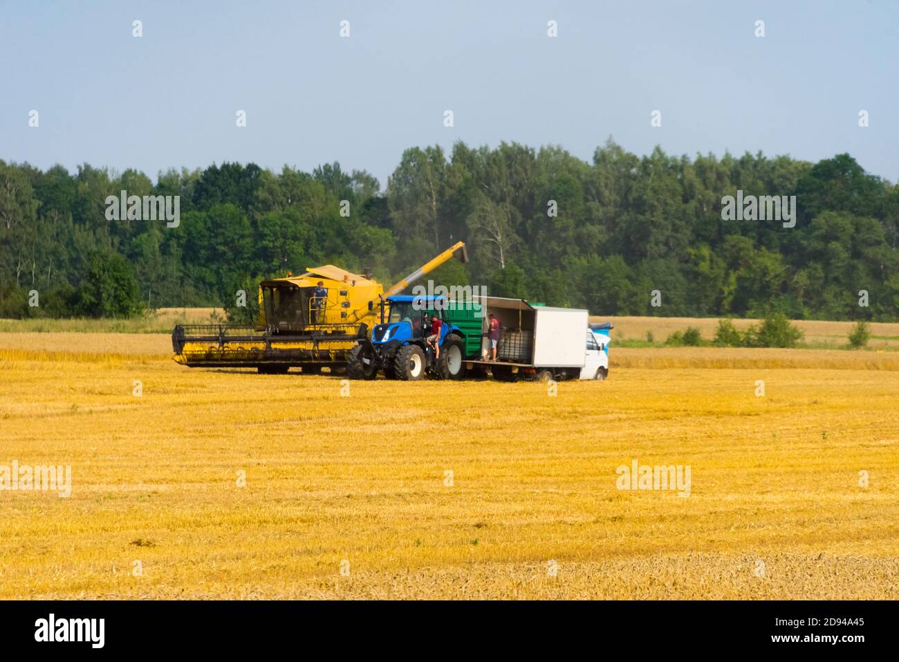 Combine harvesting wheat, Lithuania Stock Photo