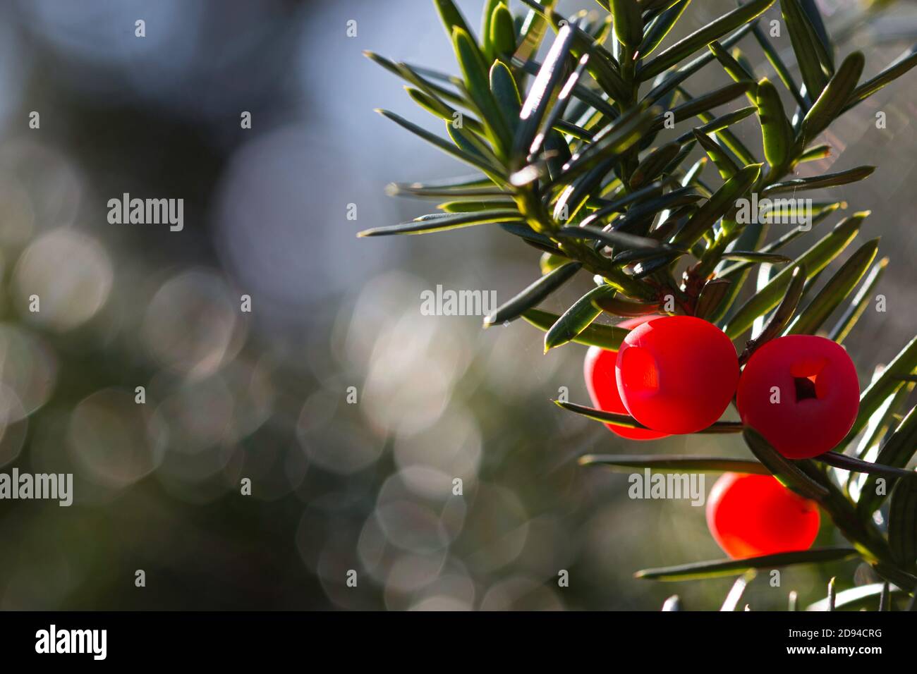 Bright red yew berries and green leaves with bokeh in background Stock Photo