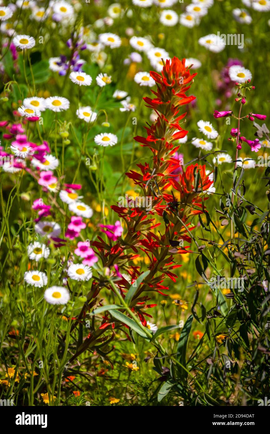 Desert Botanical Garden, Indian Paintbrush Stock Photo