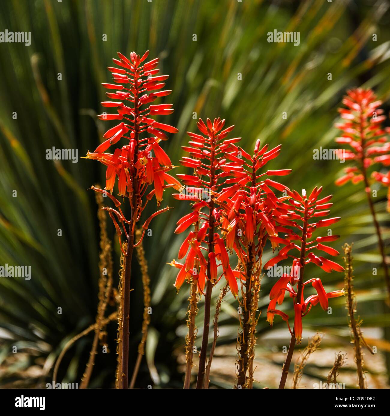 Desert Botanical Garden, Firecracker Plant Stock Photo