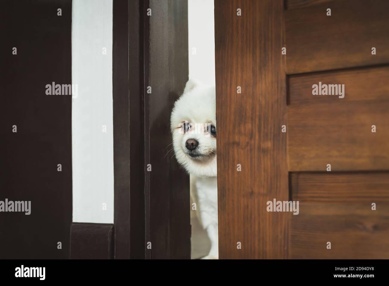 White Pomeranian dog playing hide and seek Stock Photo Alamy