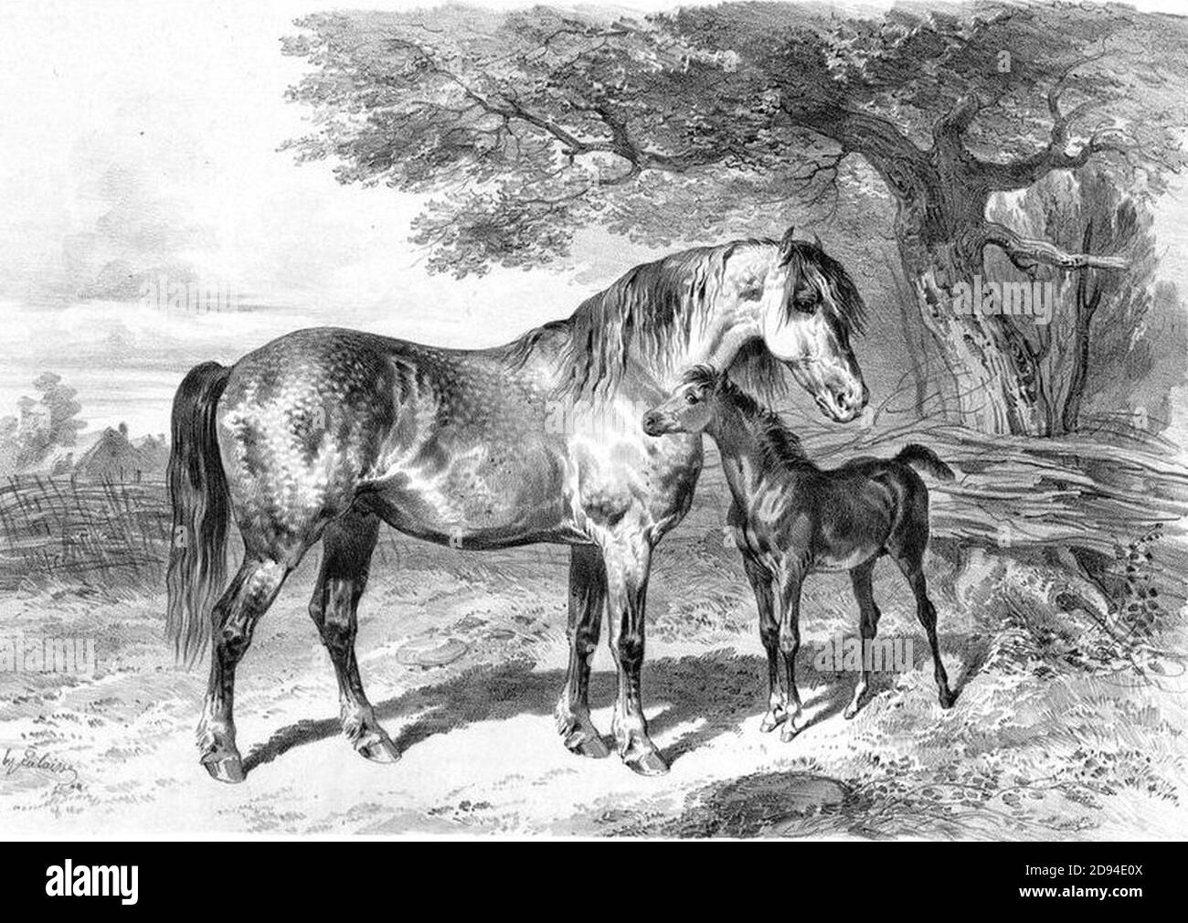 Jument percheronne-GAYOT ATLAS STATISTIQUE 1850. Stock Photo