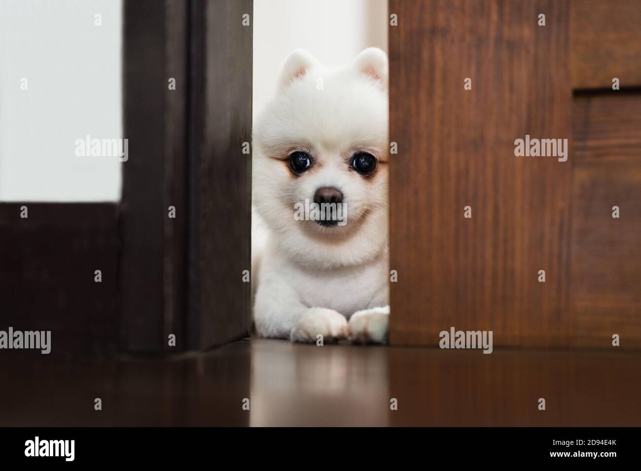 White Pomeranian dog playing hide and seek Stock Photo Alamy