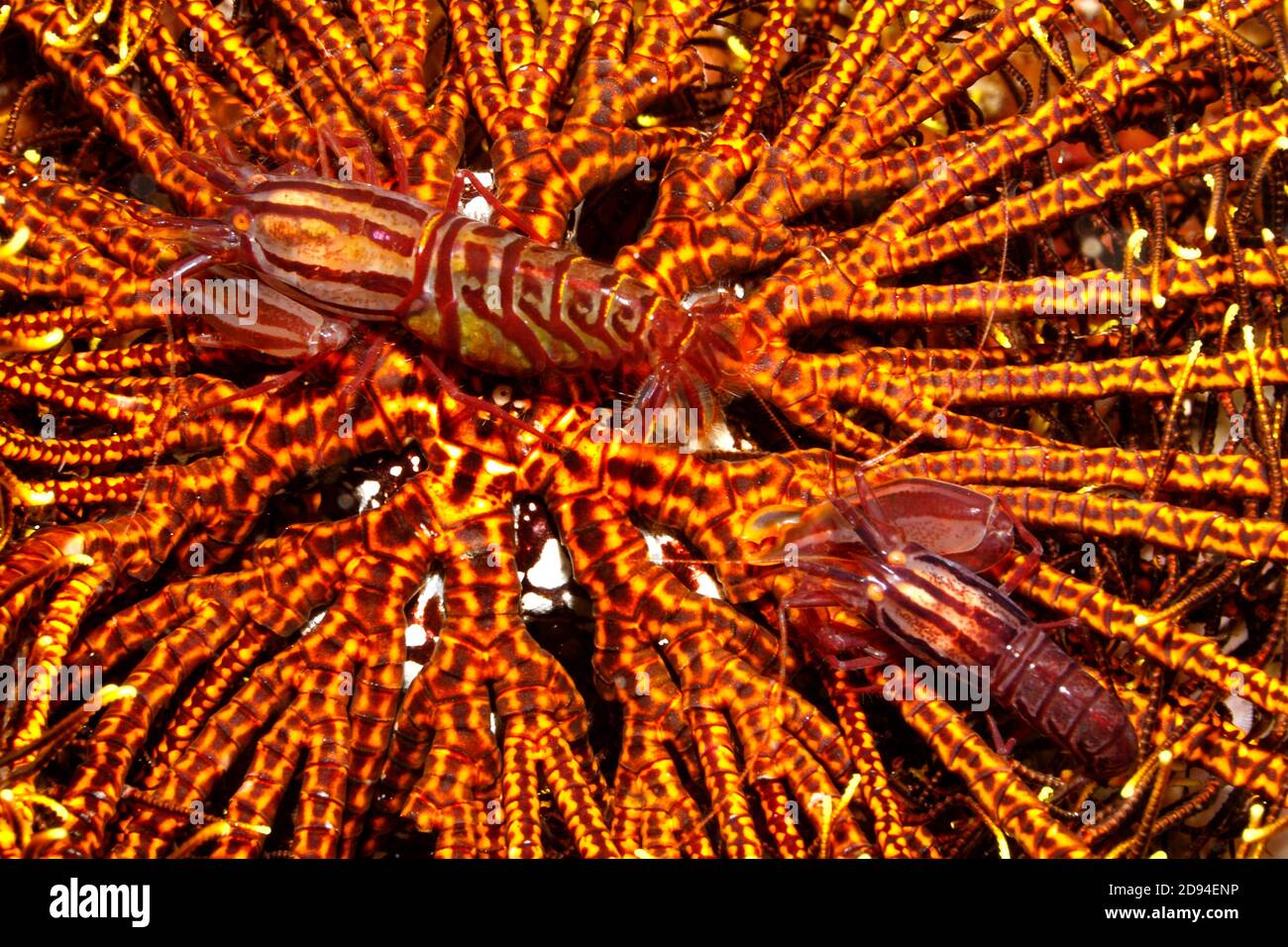 Stimpson’s Snapping Shrimps, Synalpheus stimpsoni, living underneath a crinoid, or featherstar. Previously Synalpheus striatus. Uepi, Solomon Islands. Stock Photo