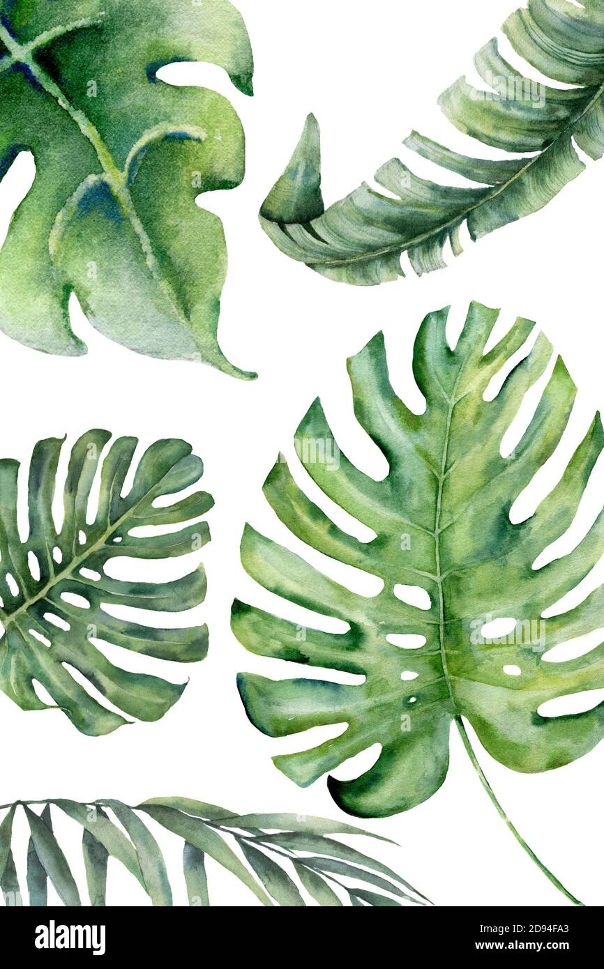 Composition of different types of tropical leaves on a white background