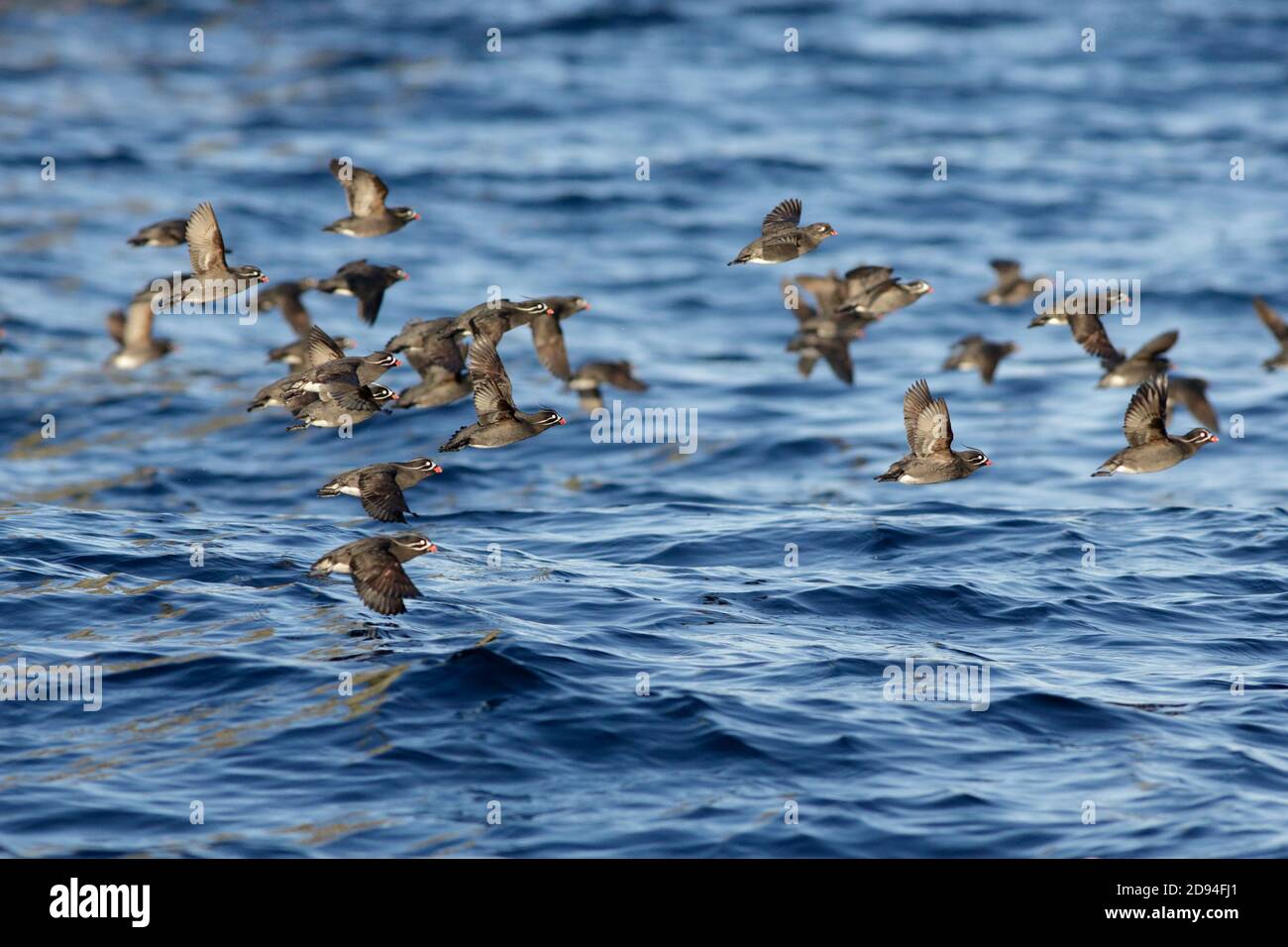 Whiskered Auklets (Aethia pymaea) in flight, Yankicha Island, Kuril Island chain, far east Russia 4th june 2012 Stock Photo