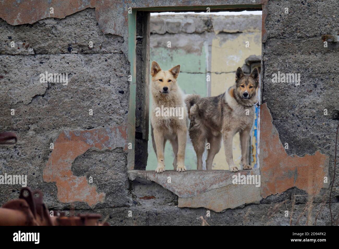Two dogs at an empty window, shell of a house, Nikolskoye, Bering Island, Commander Islands, off Kamchatka, far east Russia 29th May 2012 Stock Photo