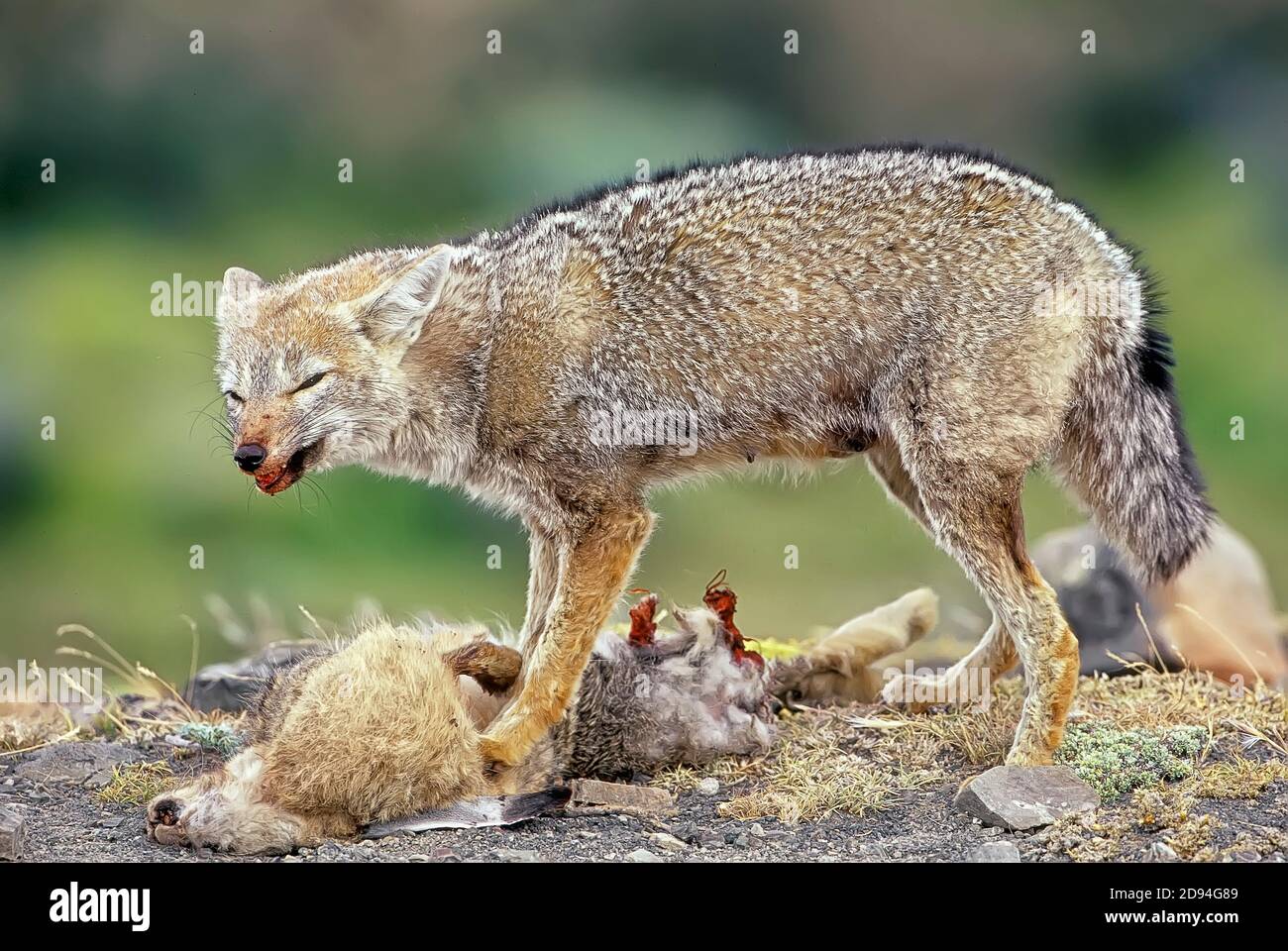 Fox Hunting Prey High Resolution Stock Photography and Images Alamy