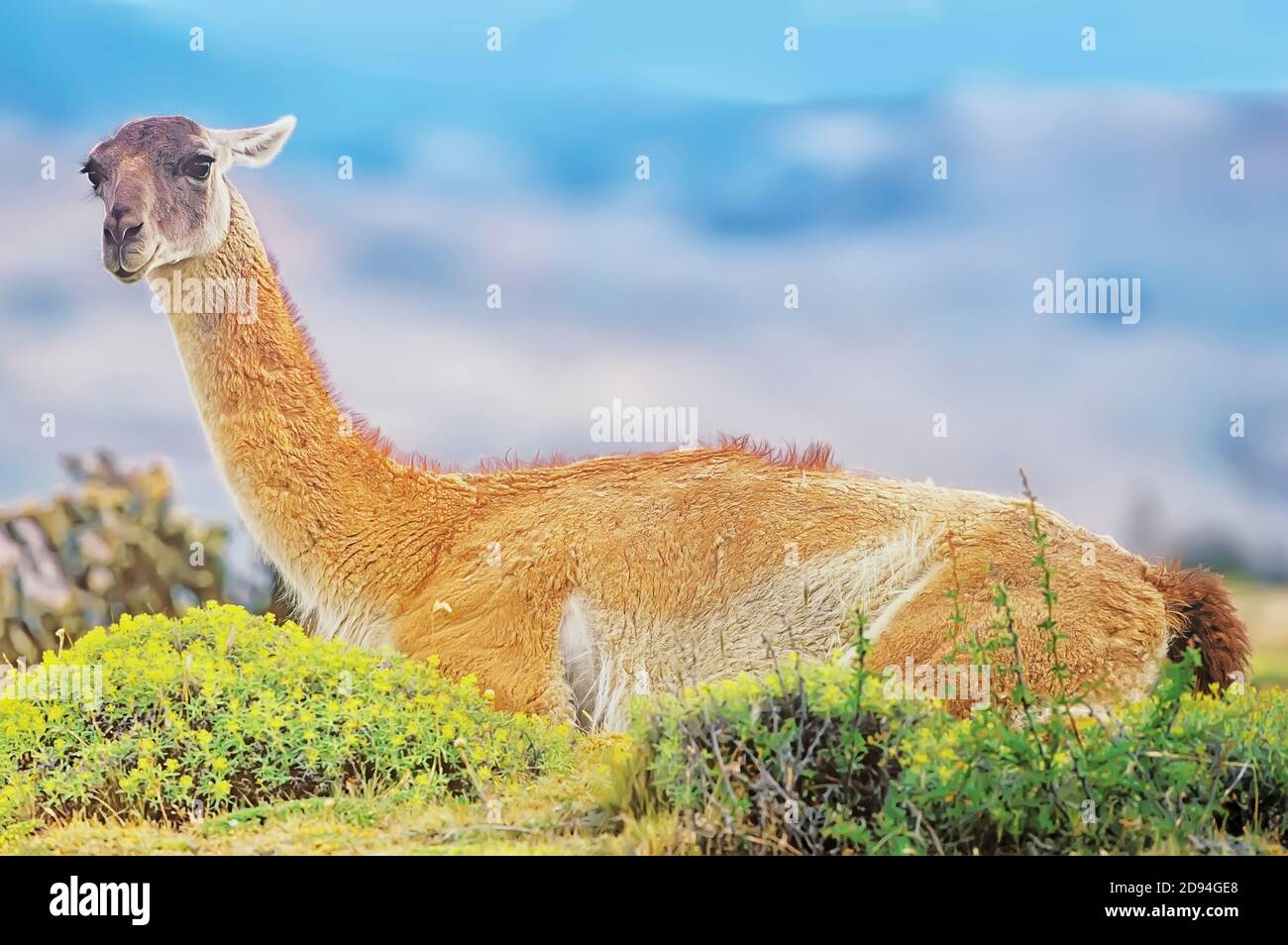 A guanaco (Lama guanicoe) taking a rest, Torres del Paine National Park, Chile, South America Stock Photo