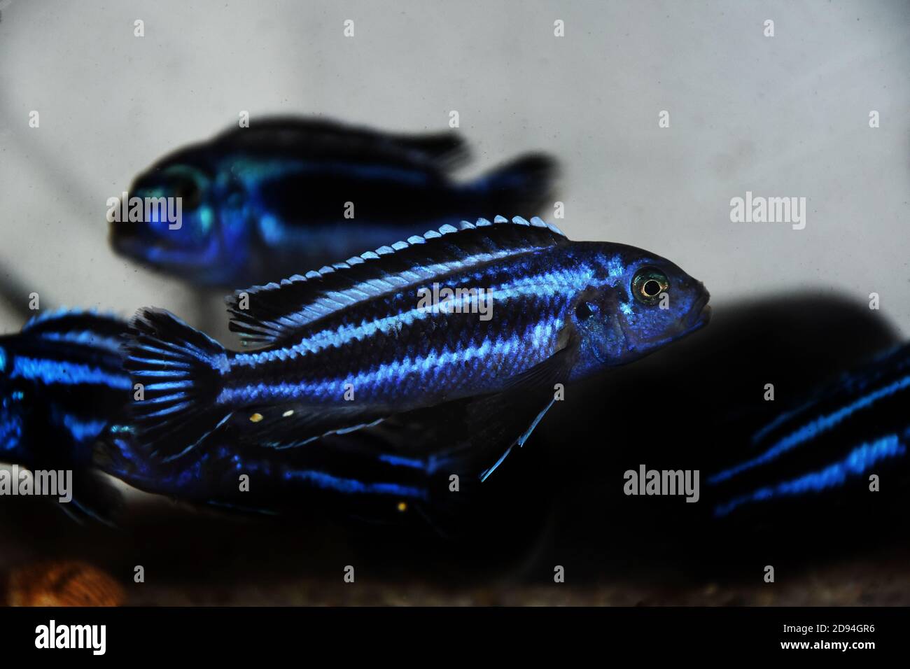 Maingano African Cichlid from Malawi Lake - (Melanochromis cyaneorhabdos) Stock Photo