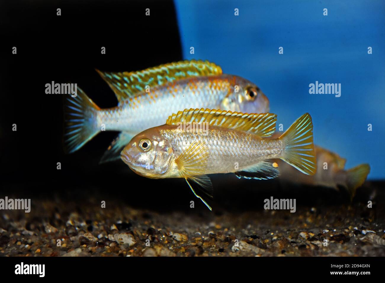 The Perlmutt cichlid fish - labidochromis perlmutt Stock Photo