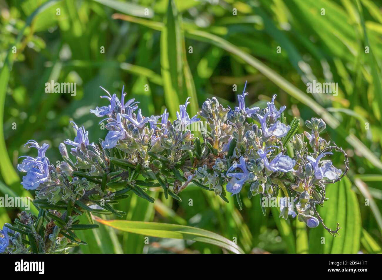 Rosemary plant hires stock photography and images Alamy