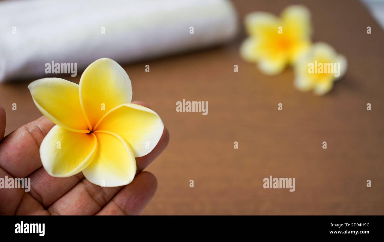 Close up of yellow frangipani flowers Stock Photo