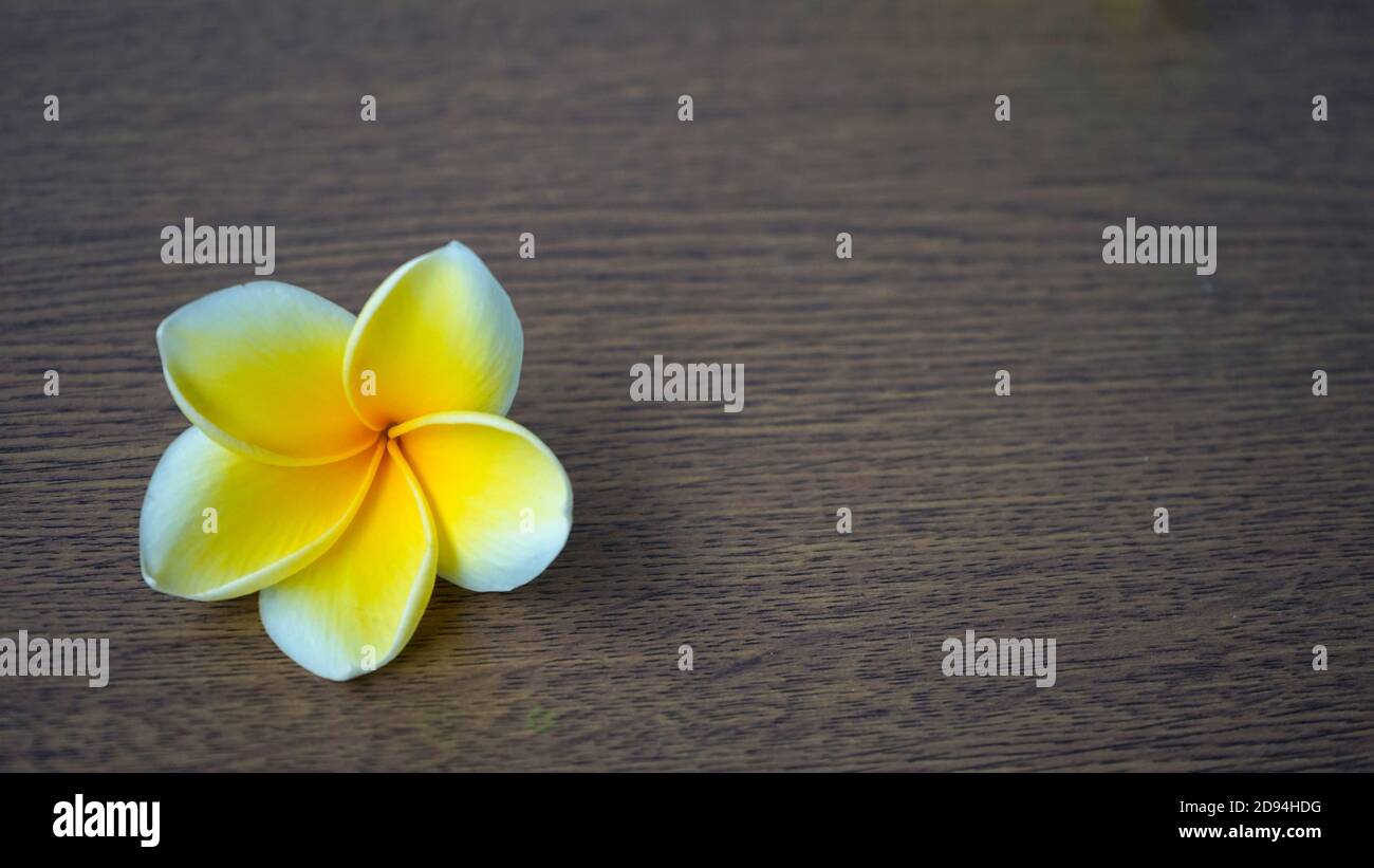 Close up of yellow frangipani flowers Stock Photo