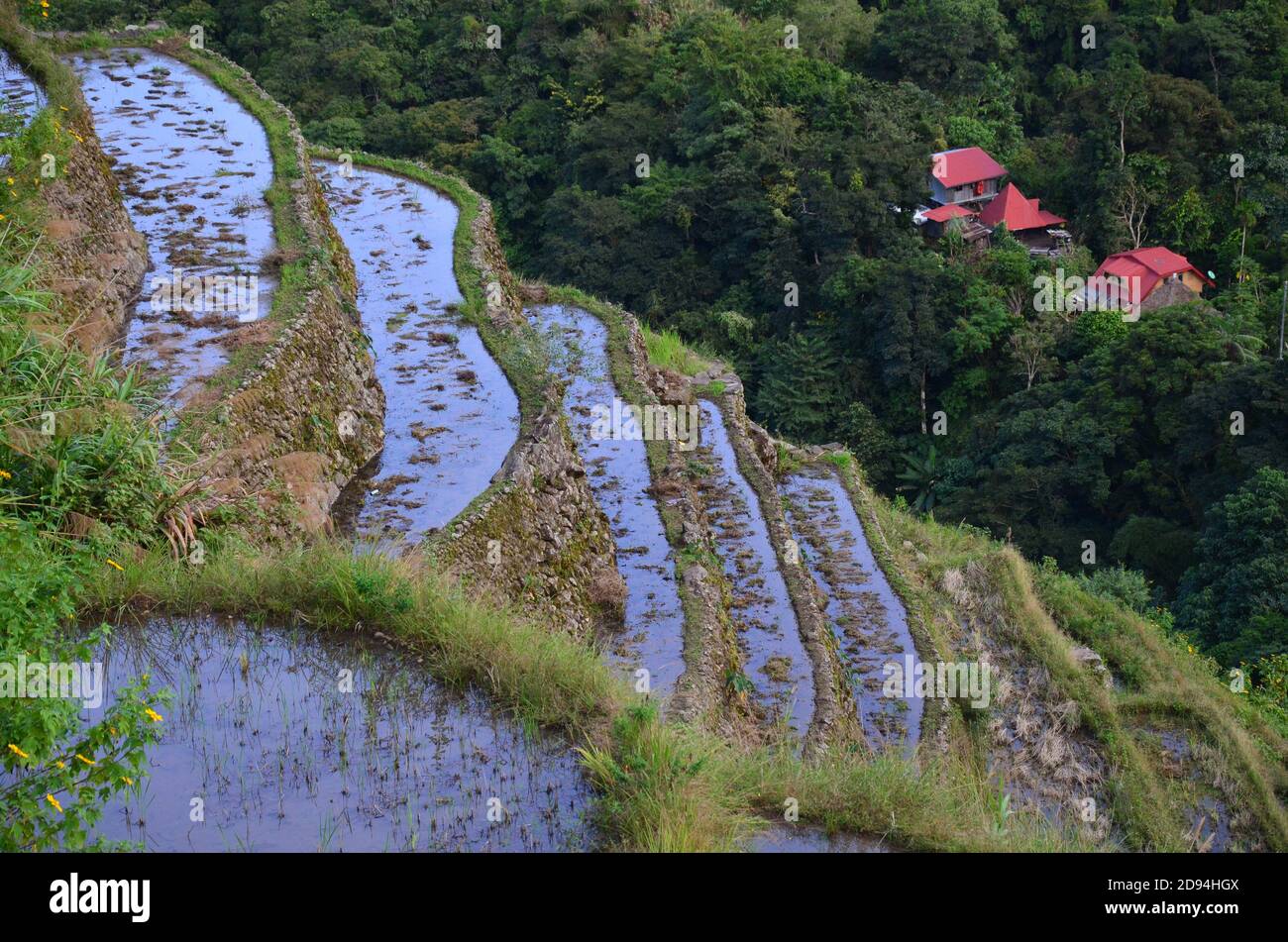 High angle shot of the beautiful Batad Rice Terraces in Luzon ...