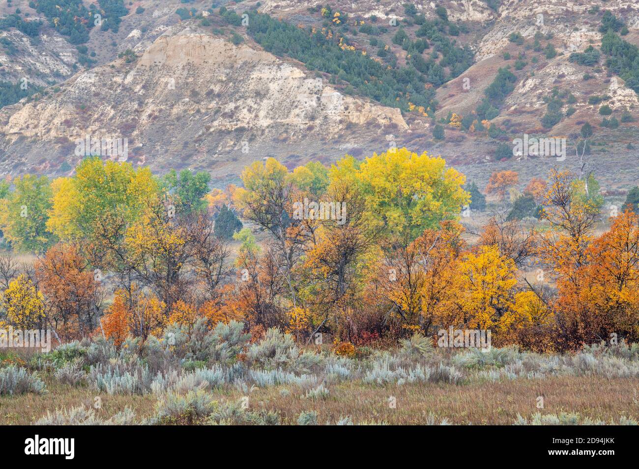 Ash trees in autumn colors, Theodore Roosevelt NP, North Dakota, USA