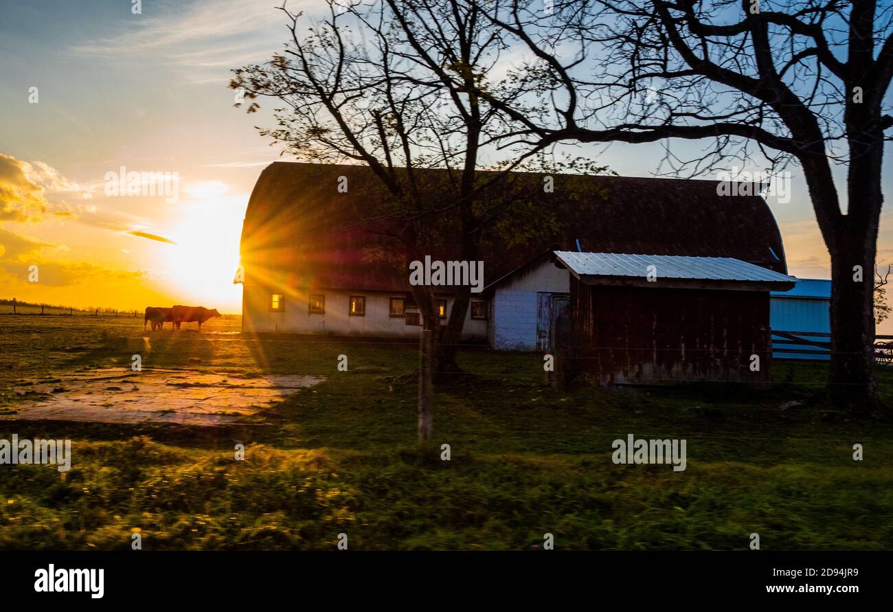 When the Cows come Home Stock Photo - Alamy