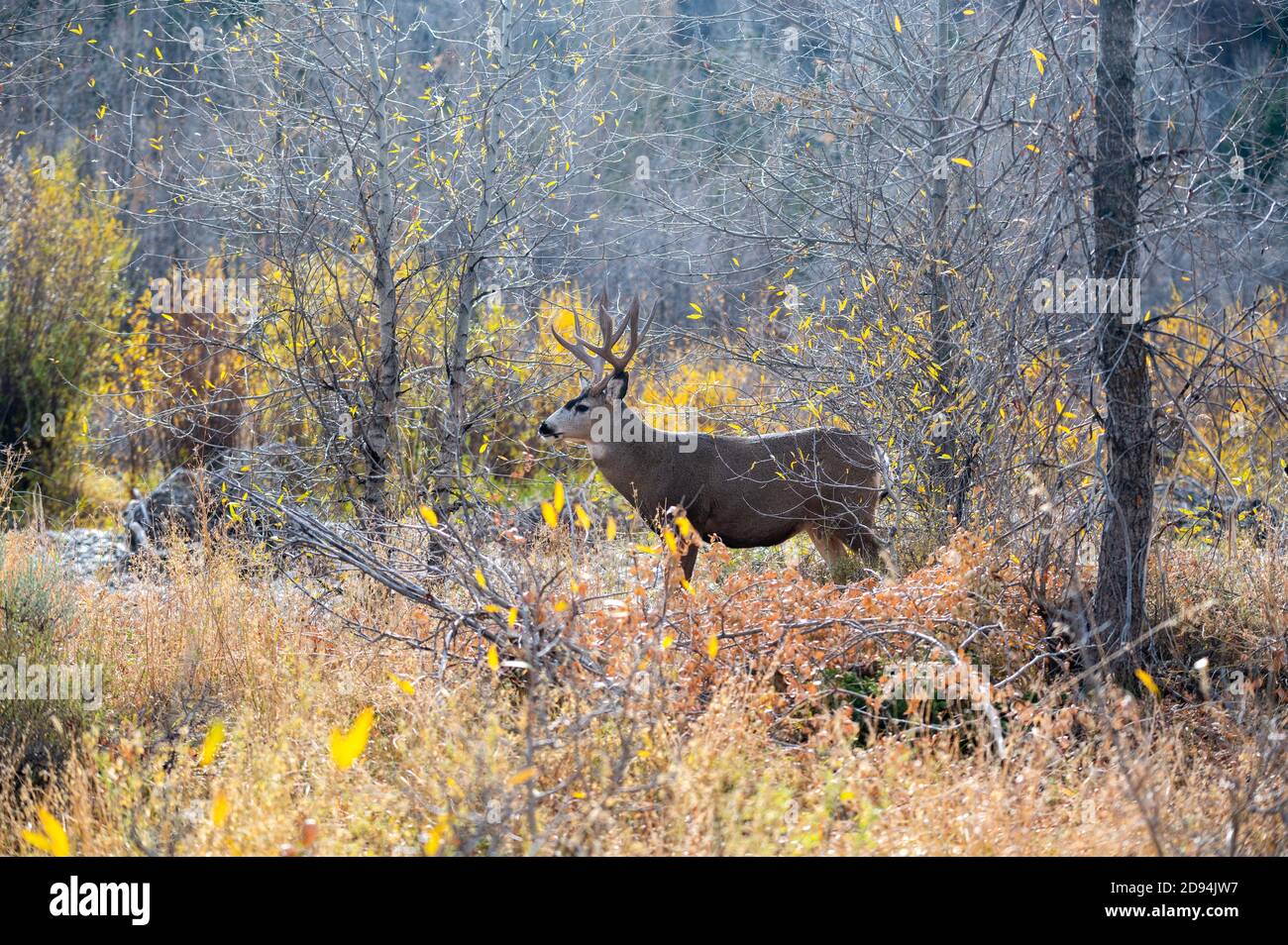 Large mule deer buck in the woods in fall in Grand Teton National Park ...