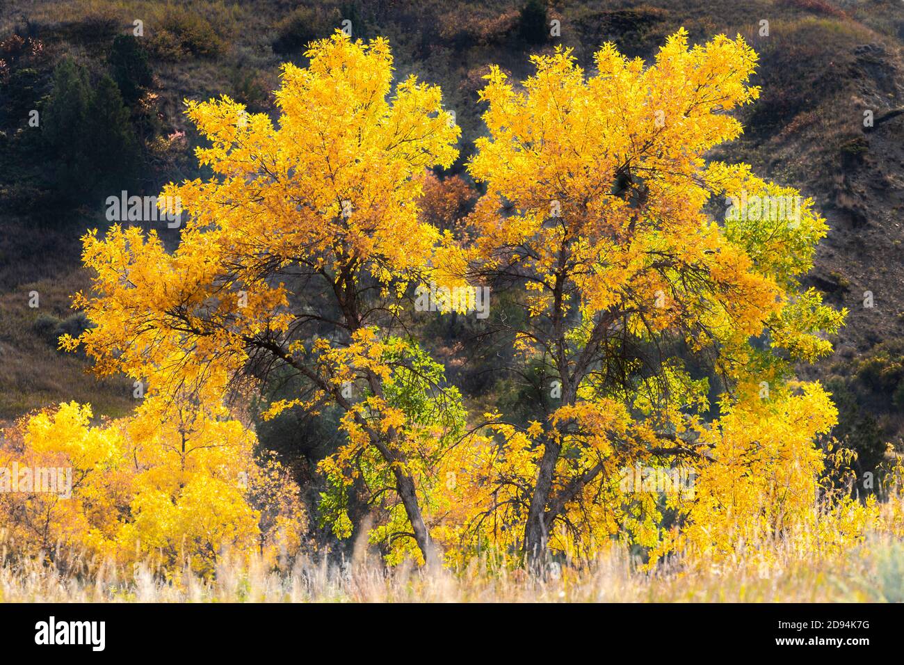 North roosevelt hires stock photography and images Alamy